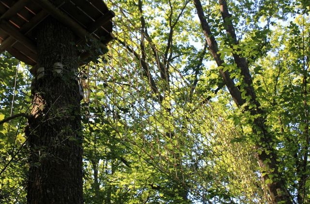 Filets dans les arbres du parc